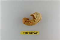 藏品(灰白陸寄居蟹)的圖片